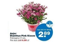 anjer dianthus pink kisses