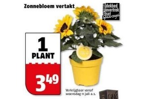 zonnebloem vertakt