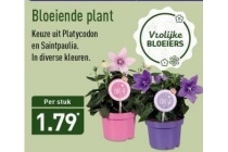 bloeiende plant