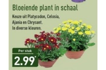 bloeiende planten in schaal