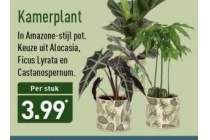 kamerplant