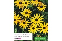 zonnehoed rudbeckia