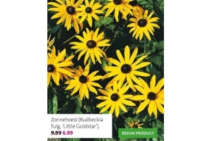 zonnehoed rudbeckia