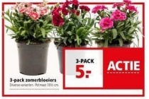 3 pack zomerbloeiers