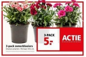 3 pack zomerbloeiers