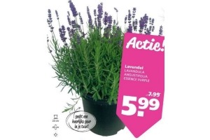 lavendel