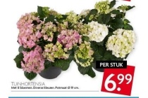 tuinhortensia