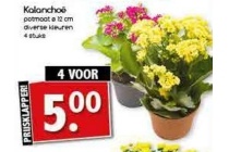 kalanchoe