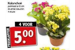 kalanchoe