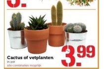 cactus of vetplanten