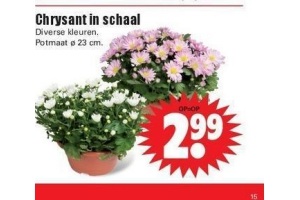 chrysant in schaal