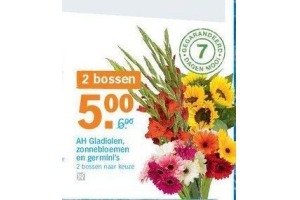 ah gladiolen zonnebloemen en germini s