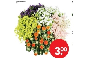 zomerbloemen