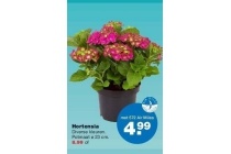 hortensia