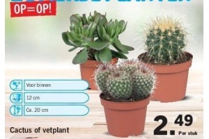 cactus of vetplant nu eur2 49 per stuk