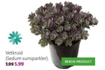 vetkruid sedum sunsparkler