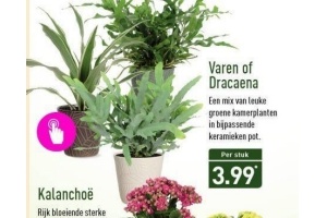 varen of dracaena