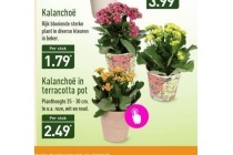 kalanchoe