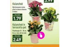 kalanchoe