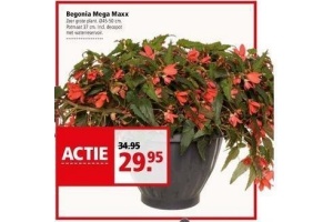 begonia mega maxx