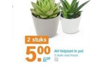 ah vetplant in pot nu 2 stuks voor eur5 00