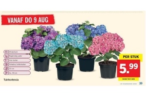 tuinhortensia