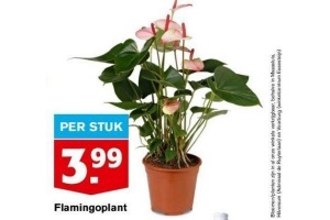 flamingoplant