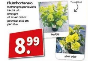 pluimhortensia nu eur8 99 per stuk