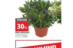 hebe andersonii nu 30 korting