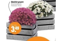 bolchrysant