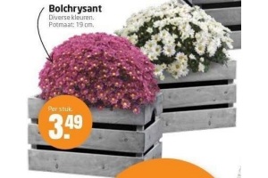 bolchrysant