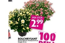 bolchrysant