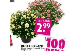 bolchrysant