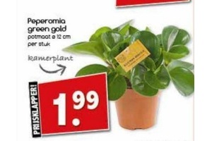 peperomia green gold