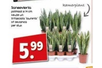 sansevieria