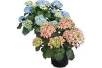 tuinhortensia