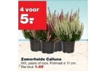 zomerheide calluna