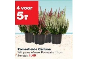 zomerheide calluna