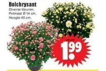 bolchrysant