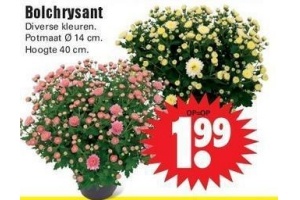 bolchrysant