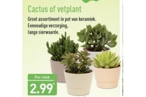 cactus of vetplant