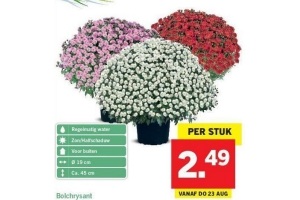 bolchrysant