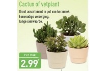 cactus of vetplant