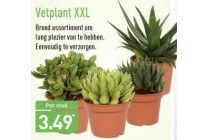 diverse vetplanten xxl