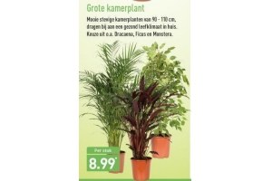 grote kamerplant