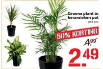 groene plant in keramieken pot