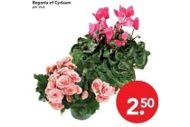 begonia of cyclaam