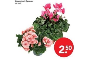 begonia of cyclaam