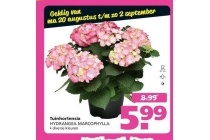 tuinhortensia