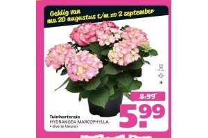 tuinhortensia